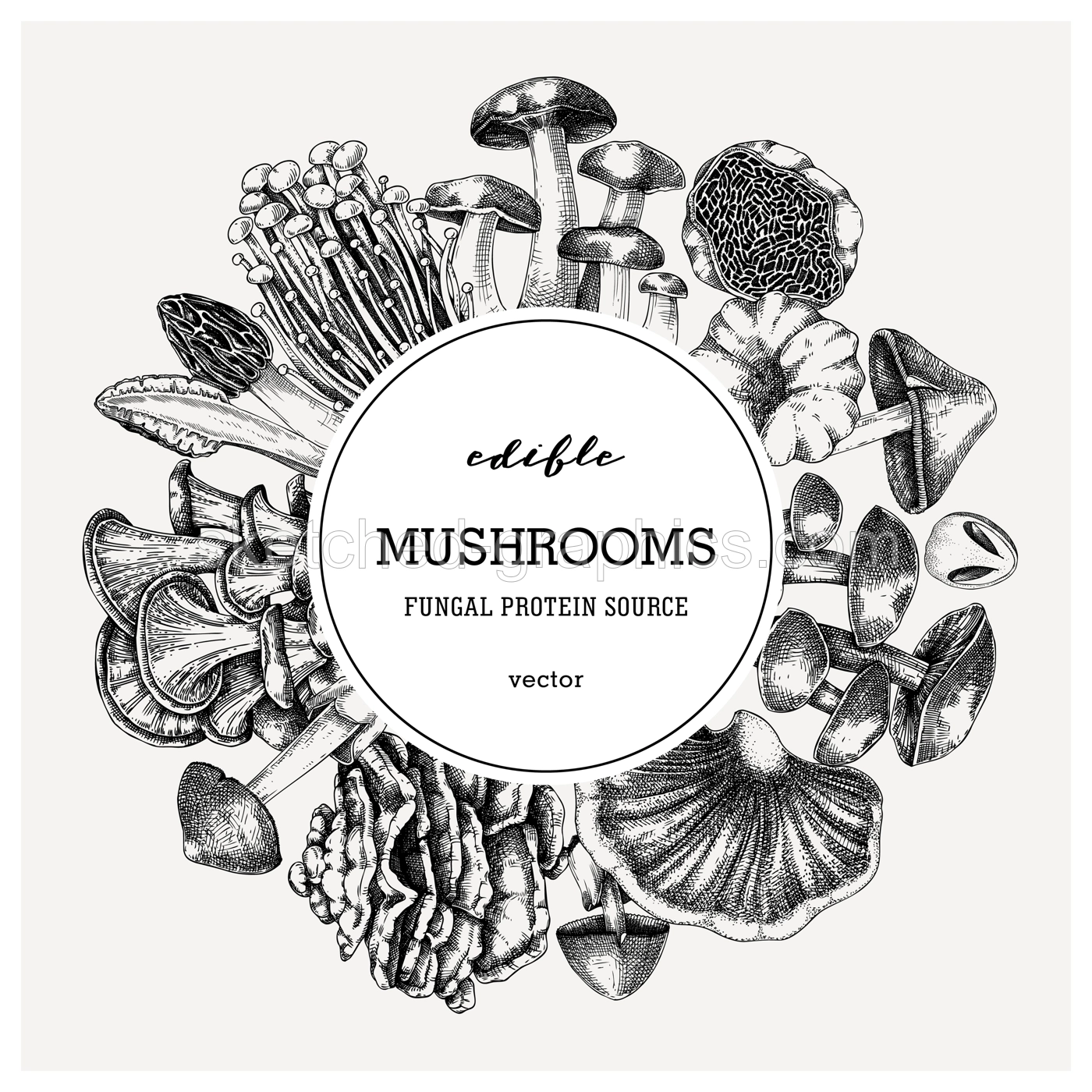 Forest mushrooms background. Edible mushrooms frame, vinatge card design. Fungi, healthy food, vegan product sketches. Autumn hand-drawn vector illustration. Engraved style design template Illustration